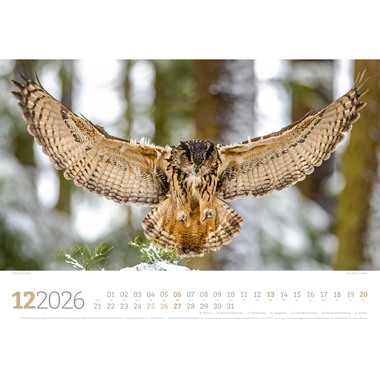 ACKERMANN Calendrier 2026 2682 Tierwelt Wald D 45x33cm