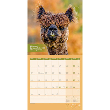 ACKERMANN Calendrier 2026 4627 No Drama, Lama ML 30x30cm