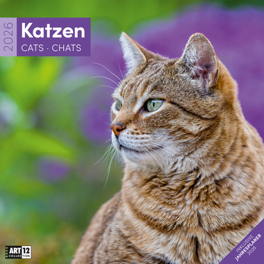 ACKERMANN Bildkalender 2026 4620 Katzen ML 30x30cm
