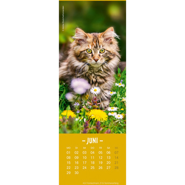 HEYE Calendrier Chats 2026 21474+26 AL 6x18cm
