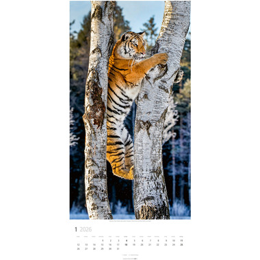 WEINGARTEN Bildkalender 2026 2958700+26 Big Cats DE 33x68cm