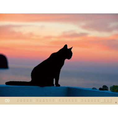 HEYE Calendrier 2026 23165+26 Chats Wegler AL 44x34cm