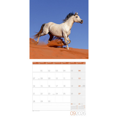 ACKERMANN Bildkalender 2026 4621 Pferde ML 30x30cm