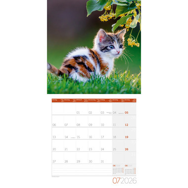 ACKERMANN Bildkalender 2026 4620 Katzen ML 30x30cm