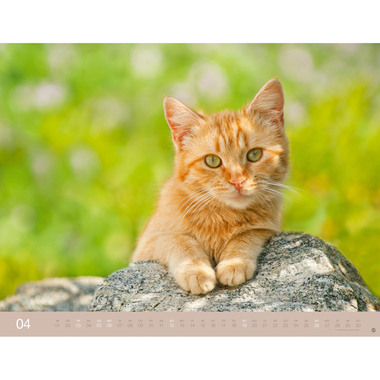 HEYE Calendrier 2026 23165+26 Chats Wegler AL 44x34cm