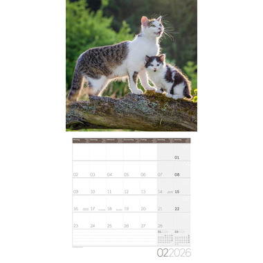 ACKERMANN Calendario 2026 4620 Katzen ML 30x30cm