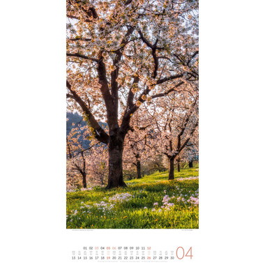 ACKERMANN Bildkalender 2026 2620 Bäume ML 33x66cm