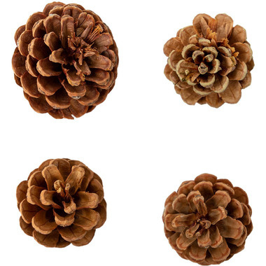 I AM CREATIVE Pinienzapfen 6102.871 mini 4 Stück