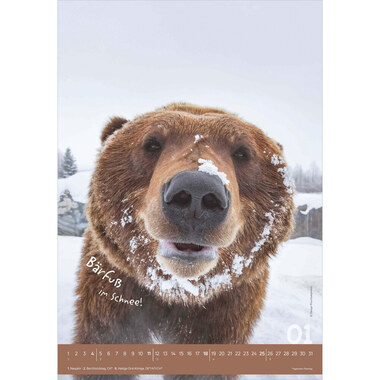 ALPHA EDITION Calendario 2026 160492 Tierisch cool! DE 23.7x34cm