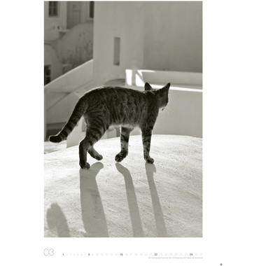 HEYE Bildkalender 2026 22848+26 Wegler Cats Edition DE 49x68cn