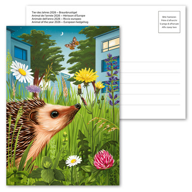 Picture postcard «Animal of the year 2026 – European hedgehog» Unfranked A6 picture postcard «Animal of the year 2026 – European hedgehog»
