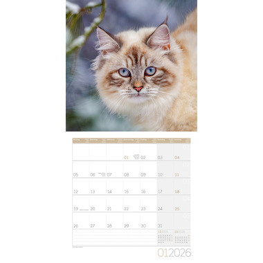 ACKERMANN Calendrier 2026 4620 Katzen ML 30x30cm