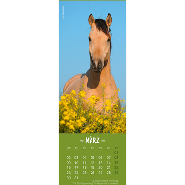 HEYE Lesezeichen-Kal. Pferde 2026 21475+26 DE 6x18cm