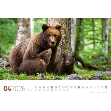 ACKERMANN Calendrier 2026 2682 Tierwelt Wald D 45x33cm