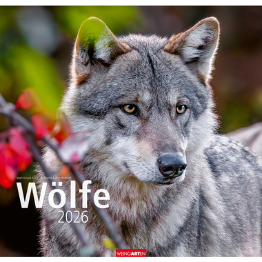 WEINGARTEN Bildkalender 2026 2963700+26 Wölfe DE 48x46cm