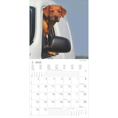 ALPHA EDITION Calendrier 2026 160631 Labrador ML 30x30cm
