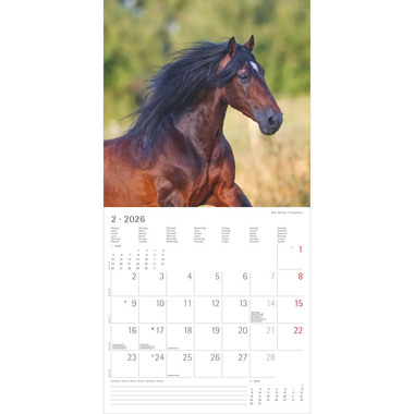ALPHA EDITION Bildkalender 2026 160303 Pferde ML 30x30cm
