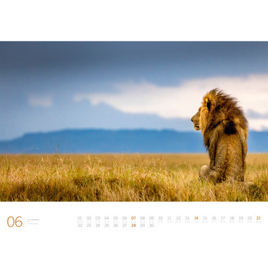 ACKERMANN Bildkalender 2026 3613 Afrika DE/E 66x50cm