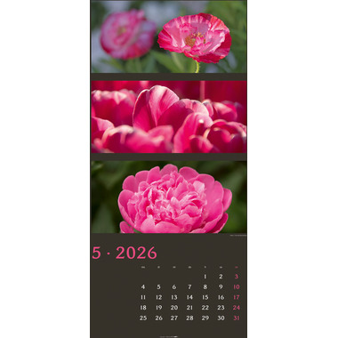 WEINGARTEN Bildkalender 2026 3226100+26 Farben der Natur DE 33x68cm