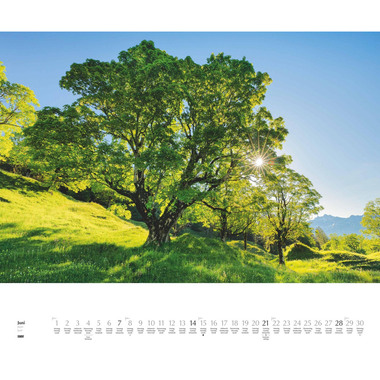 DUMONT Calendrier 2026 260364 Arbres ML 58.4x48.5cm