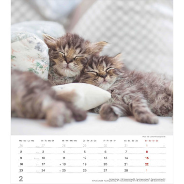 ALPHA EDITION Calendrier 2026 160575 Chatons ML 30x34cm