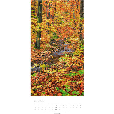 WEINGARTEN Calendario 2026 3150200+26 Im Wald DE 33x68cm