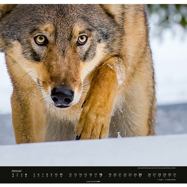 WEINGARTEN Calendario 2026 2963700+26 Wölfe DE 48x46cm