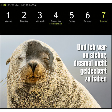 HARENBERG Cal. de cartes postales 2026 3310183+26 Animal Memes 16x17.5cm