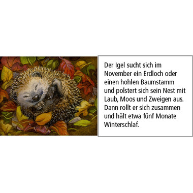 COPPENRATH Adventskalender 52x38cm 72257 Hört ihr die Tiere im Wald