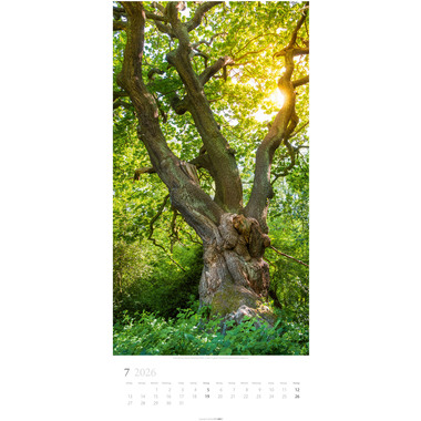 WEINGARTEN Calendario 2026 3150200+26 Im Wald DE 33x68cm