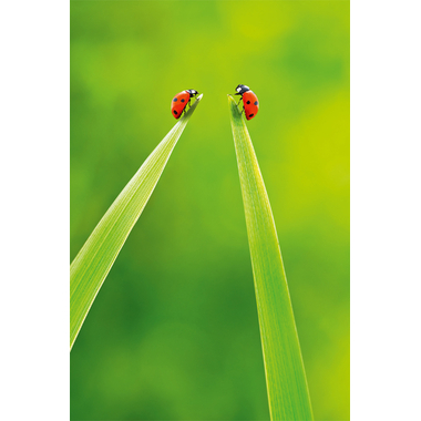 ABC Glückwunschkarte Blanko B6 51806 Marienkäfer