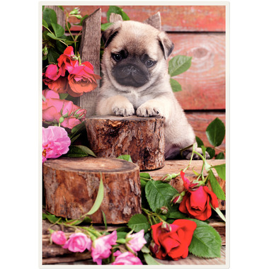 LEITZ Pelicole per laminazione A3 16924 opaco, 125my 100 pezzi