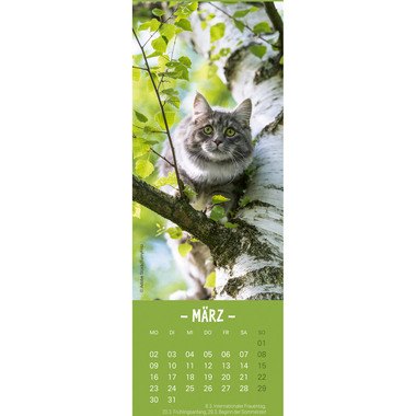 HEYE Calendrier Chats 2026 21474+26 AL 6x18cm
