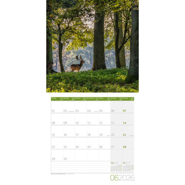 ACKERMANN Bildkalender 2026 4611 Zauber des Waldes ML 30x30cm
