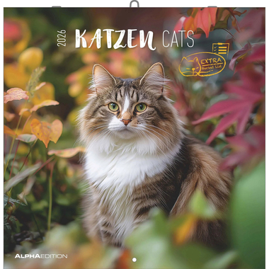 ALPHA EDITION Bildkalender 2026 160298 Katzen ML 30x30cm