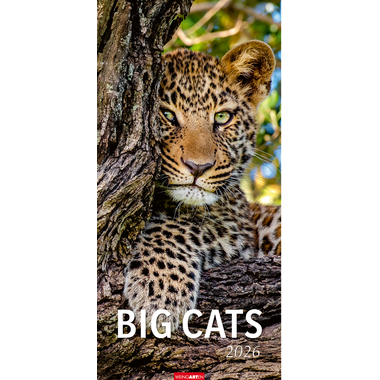 WEINGARTEN Bildkalender 2026 2958700+26 Big Cats DE 33x68cm