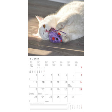 ALPHA EDITION Bildkalender 2026 160939 Funny Cats ML 30x30cm
