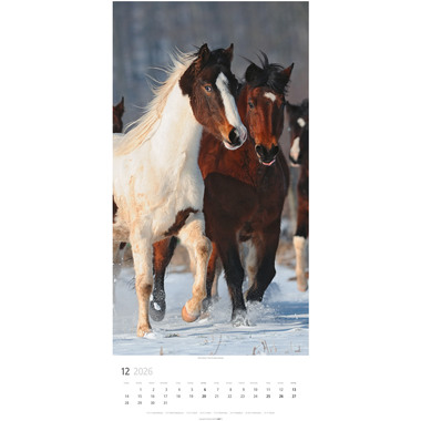 WEINGARTEN Calendario 2026 3119300+26 Pferde DE 33x68cm