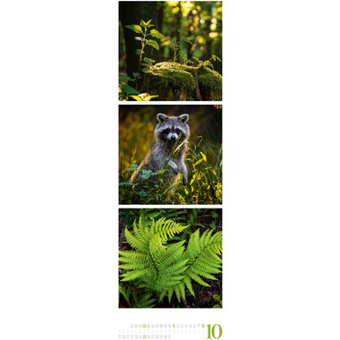 ACKERMANN Bildkalender 2026 2656 Nature ML 33x100cm