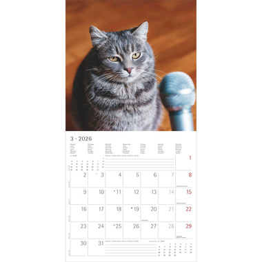 ALPHA EDITION Bildkalender 2026 160939 Funny Cats ML 30x30cm