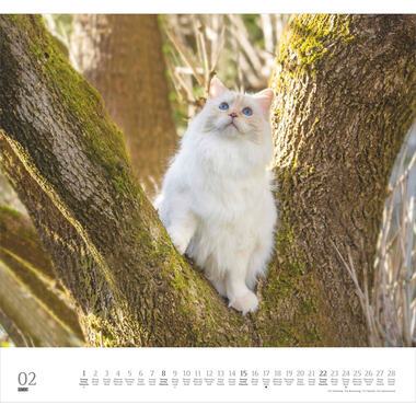 DUMONT Bildkalender 2026 260612 Stubentiger ML 38x35.5cm