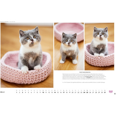 HEYE Bildkalender 2026 1130+26 Whiskas Katzen DE 45x30cm