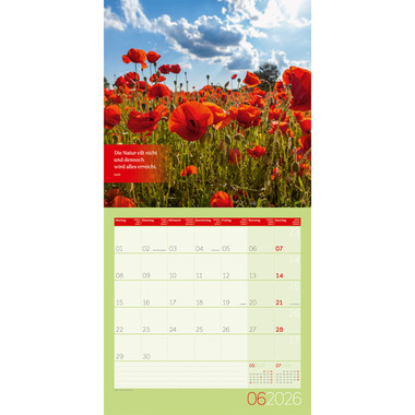 ACKERMANN Calendario 2026 4602 Momente für Dich ML 30x30cm