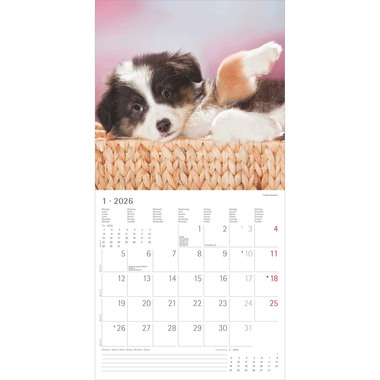 ALPHA EDITION Calendario 2026 160302 Cani ML 30x30cm