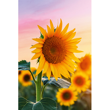 ABC Biglietto d'auguri bianco B6 51819 Girasoli