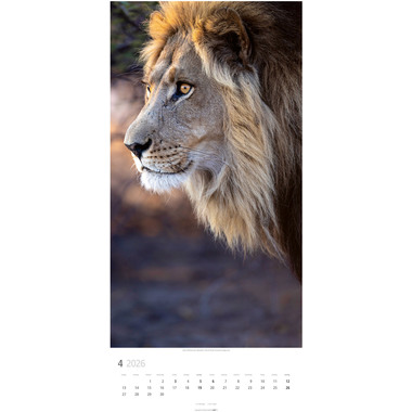 WEINGARTEN Calendrier 2026 2958700+26 Big Cats DE 33x68cm