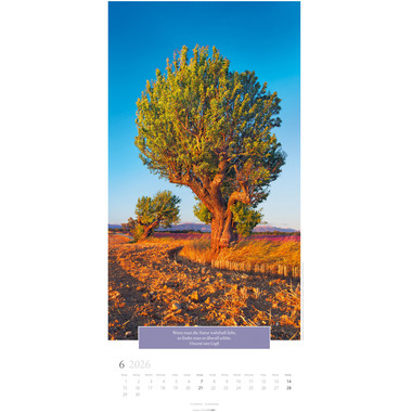 WEINGARTEN Bildkalender 2026 2958600+26 Wunderwelt Bäume DE 33x68cm