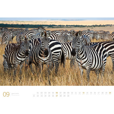 ACKERMANN Calendario 2026 3613 Afrika DE/E 66x50cm