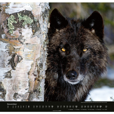 WEINGARTEN Calendario 2026 2963700+26 Wölfe DE 48x46cm