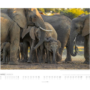 WEINGARTEN Calendrier 2026 2960300+26 Elefanten DE 55x46cm